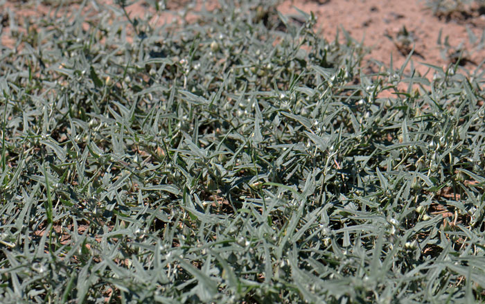 Malvella sagittifolia, Arrowleaf Mallow